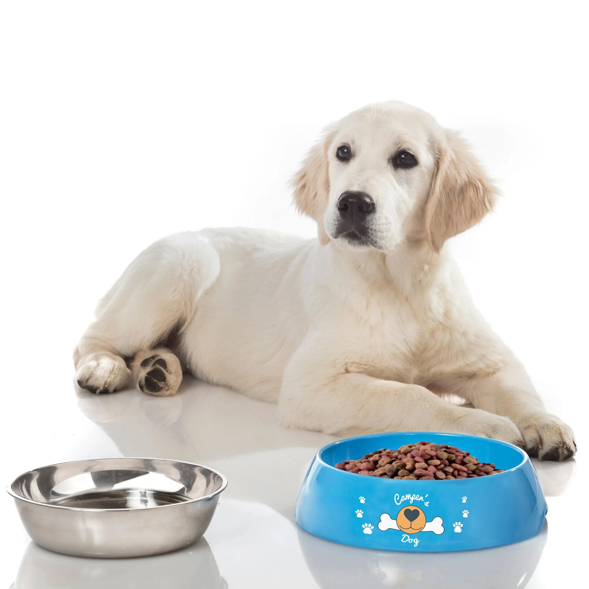 Goldener Retriever neben einer blauen Hundeschüssel Hungry mit Trockenfutter und einer leeren Edelstahlschüssel жаткан
