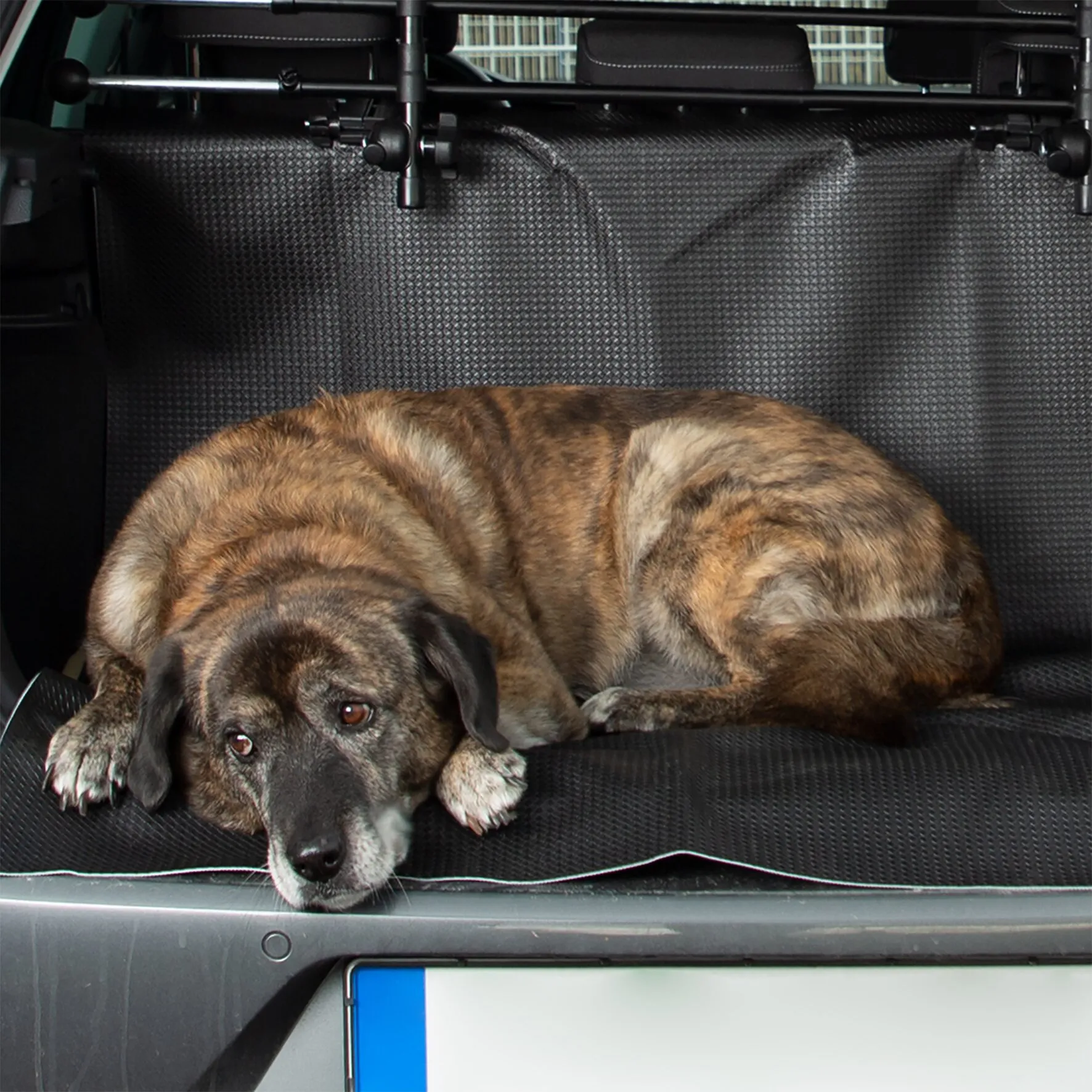 Braune Dogge liegt im Kofferraum auf einer schwarzen Kofferraum- und Schmutzfangmatte mit erhöhtem Rand