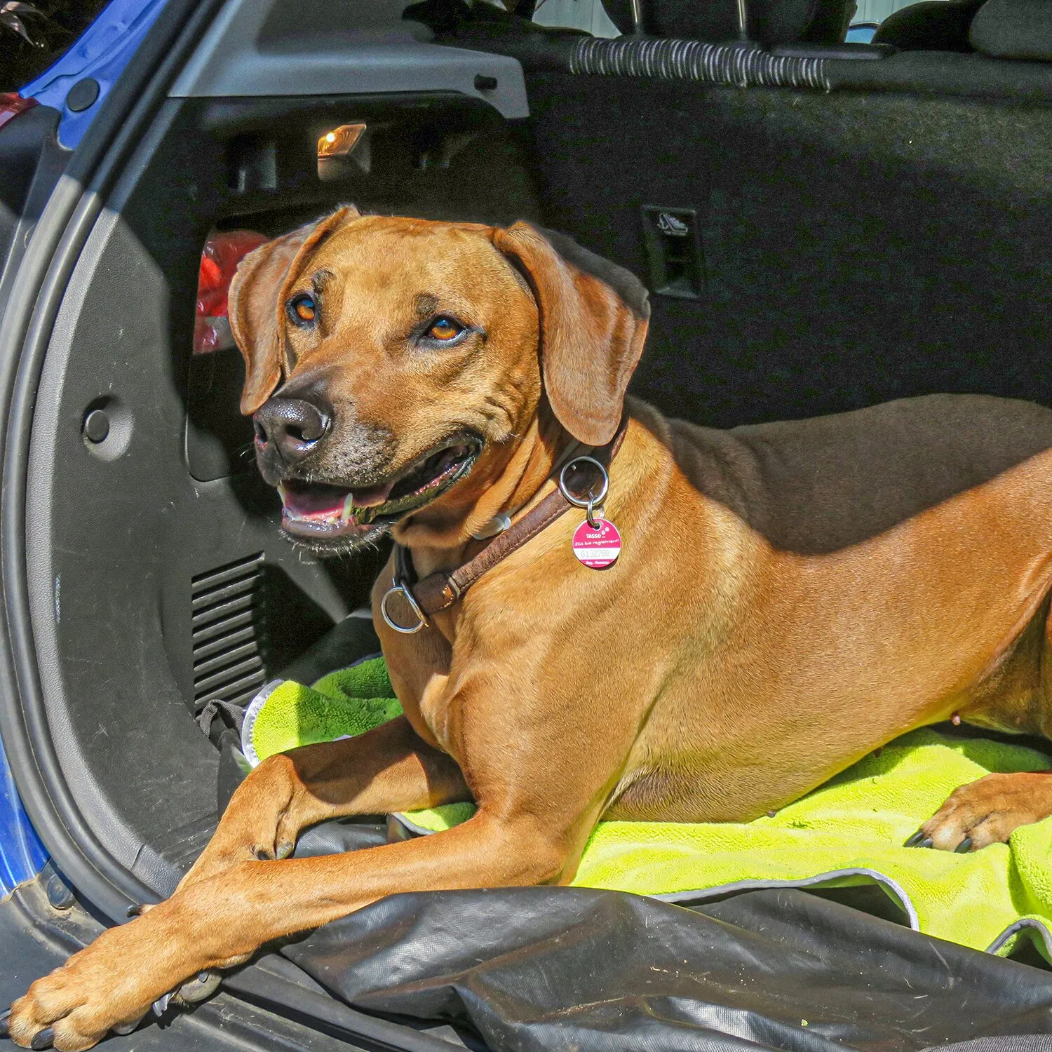 Brauner Hund liegt auf einem grünen Hundehandtuch im geöffneten Kofferraum eines Autos