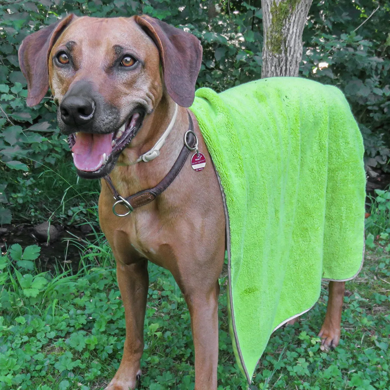 Brauner Hund im Wald mit leuchtend grünem Hundehandtuch Pet Towel über dem Rücken drapiert