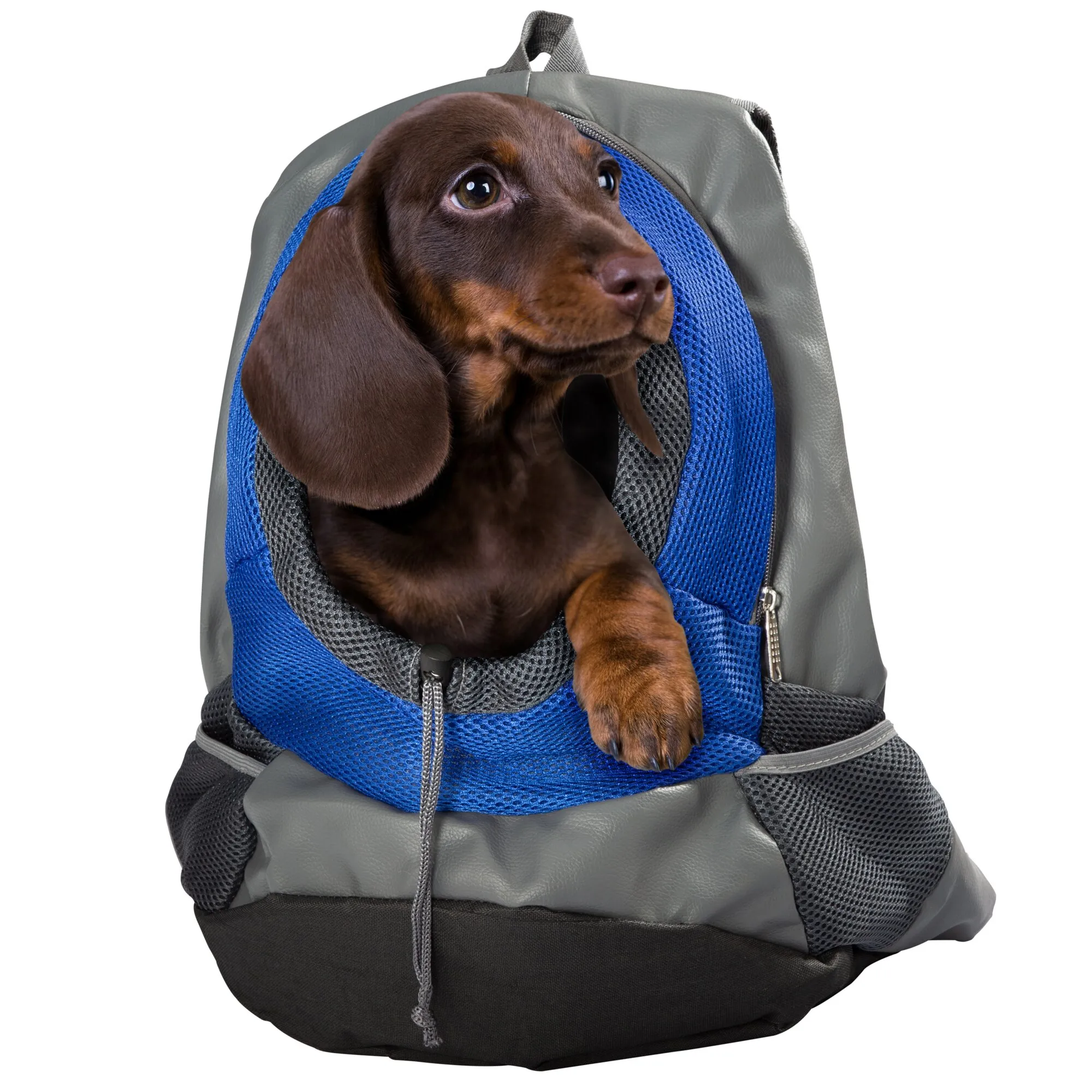 Brauner Hund sitzt in einem grauen Rucksack mit blauem atmungsaktivem Mesh-Einsatz und sichtbaren Reißverschlüssen